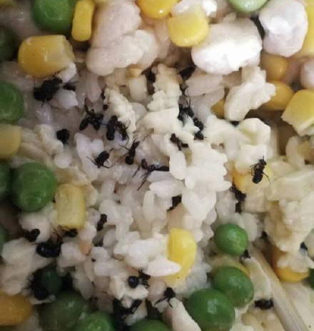 Ant pork food