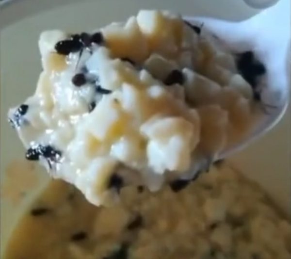 Ant pork food