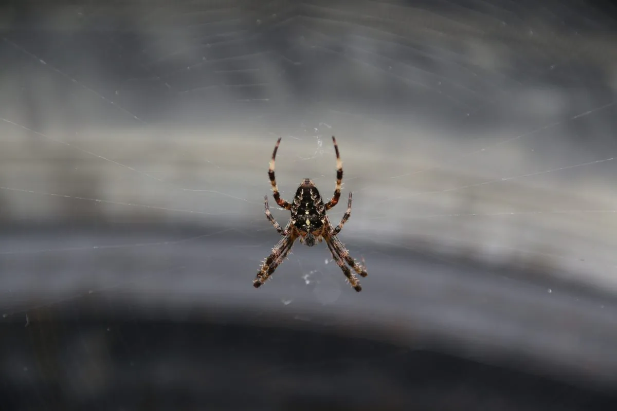 A spider is pictured in a car in this undated file image. (Pixabay)