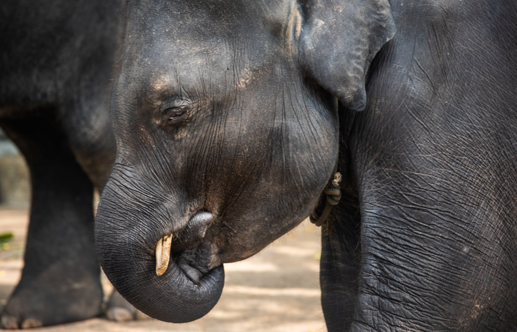 Dumbo-sucking-trunk
