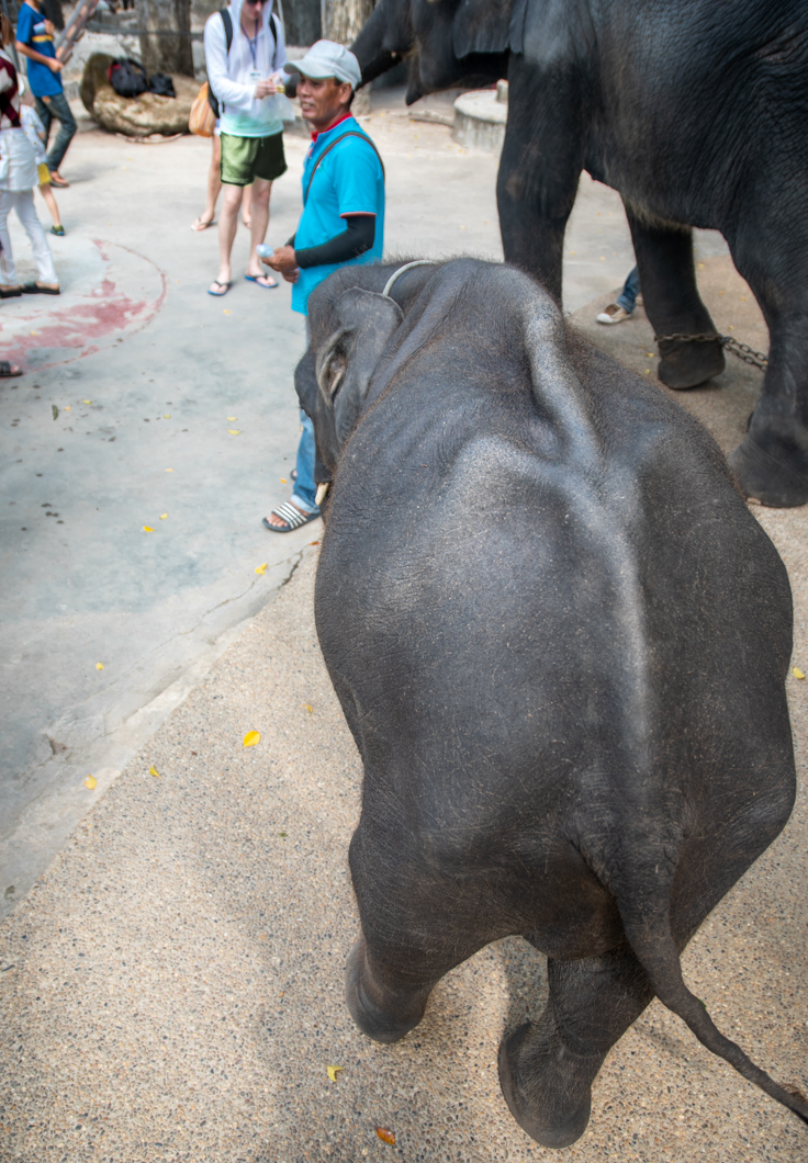 Photo-4-Skeletal-Dumbo