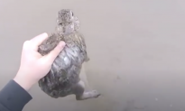 Video: Man Tries to Save Bunnies From Drowning in Flooded River, but They Keep Hopping Away