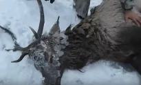 Video: Heartwarming Rescue of Red Deer From Frozen Siberian River