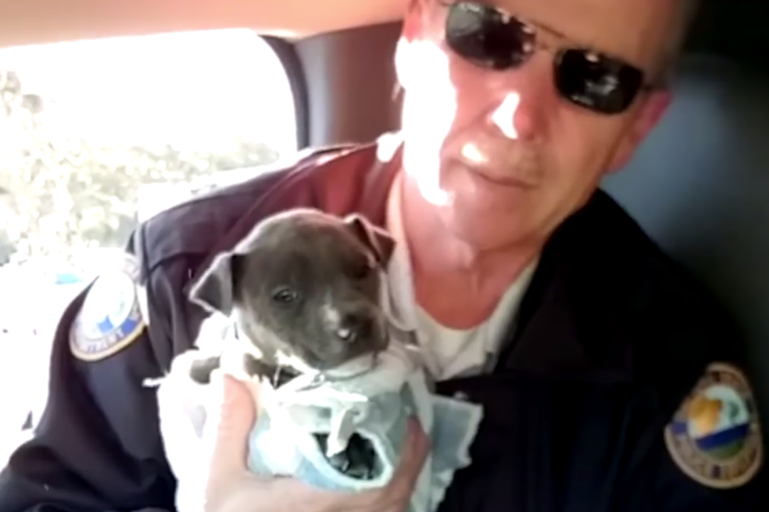 Video Police Officers Save Freezing Puppy From The Brink Of Death