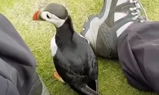 Video: Curious Puffin Befriends a Tourist