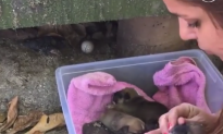Video: Family Rescues Six Puppies From Under Deck