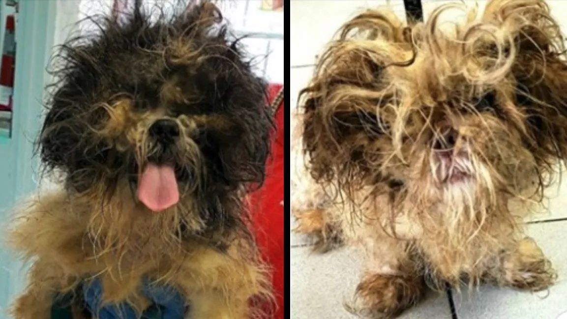 Fred and Wilma, the two rescued Shih Tzus. (Courtesy of Associated Humane Societies)