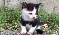 Video: Kitten Rescued From the Street