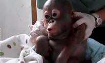 Video: Abandoned Baby Orangutan Makes Heartwarming Recovery