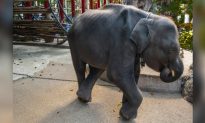 Baby Elephant Dies After He Broke His Two Legs at Thai Zoo