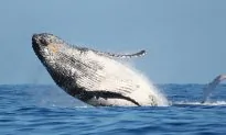 Why Do Humpback Whales Protect Seals & Other Marine Animals From Hunter Orca Pods?