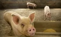 China’s Pig Disease Outbreak Pushes Up Global Pork Prices