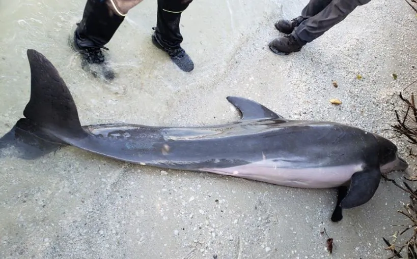 A bottlenose dolphin was found dead on a Florida beach with a two-foot-long shower hose lodged in its stomach. (FWC)