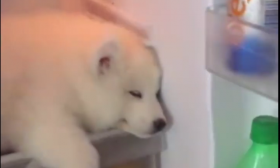 Dog Sleeps in Fridge