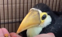 Man Saves Baby Toucan, Captures First 42 Days of Life on Video