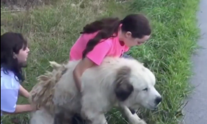 Family Adopts Abandoned Dog on Side of Road