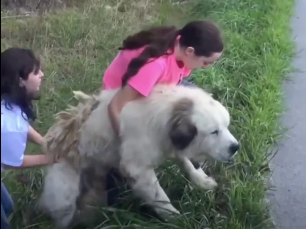 Family Adopts Abandoned Dog on Side of Road