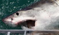 ‘Out of Nowhere’ Monster Great White Shark Attacks Father and Son Fishing for Whiting and Squid