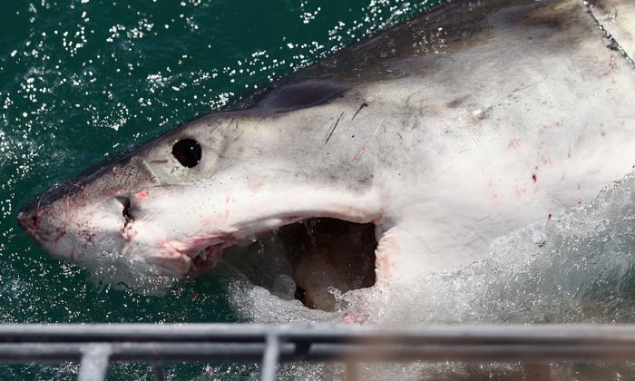 File image of an attacking shark. (Dan Kitwood/Getty Images)