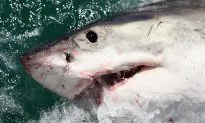 800-Pound Great White Shark ‘Pings’ Off Coast of New Jersey