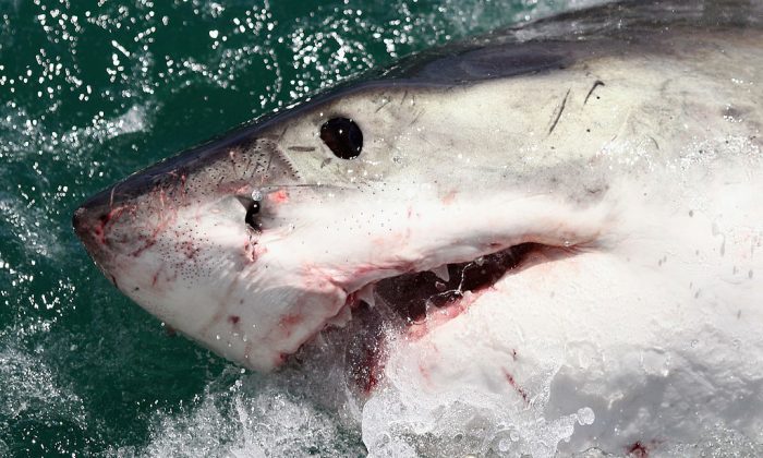 Stock image of a shark. (Dan Kitwood/Getty Images)