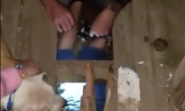 Dog Leads Woman to Her Puppies Trapped Under Floorboard