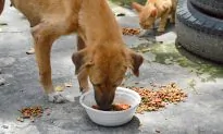 High-flying Bolivian Publicist Gives Up Career to Feed Stray Dogs Every Day