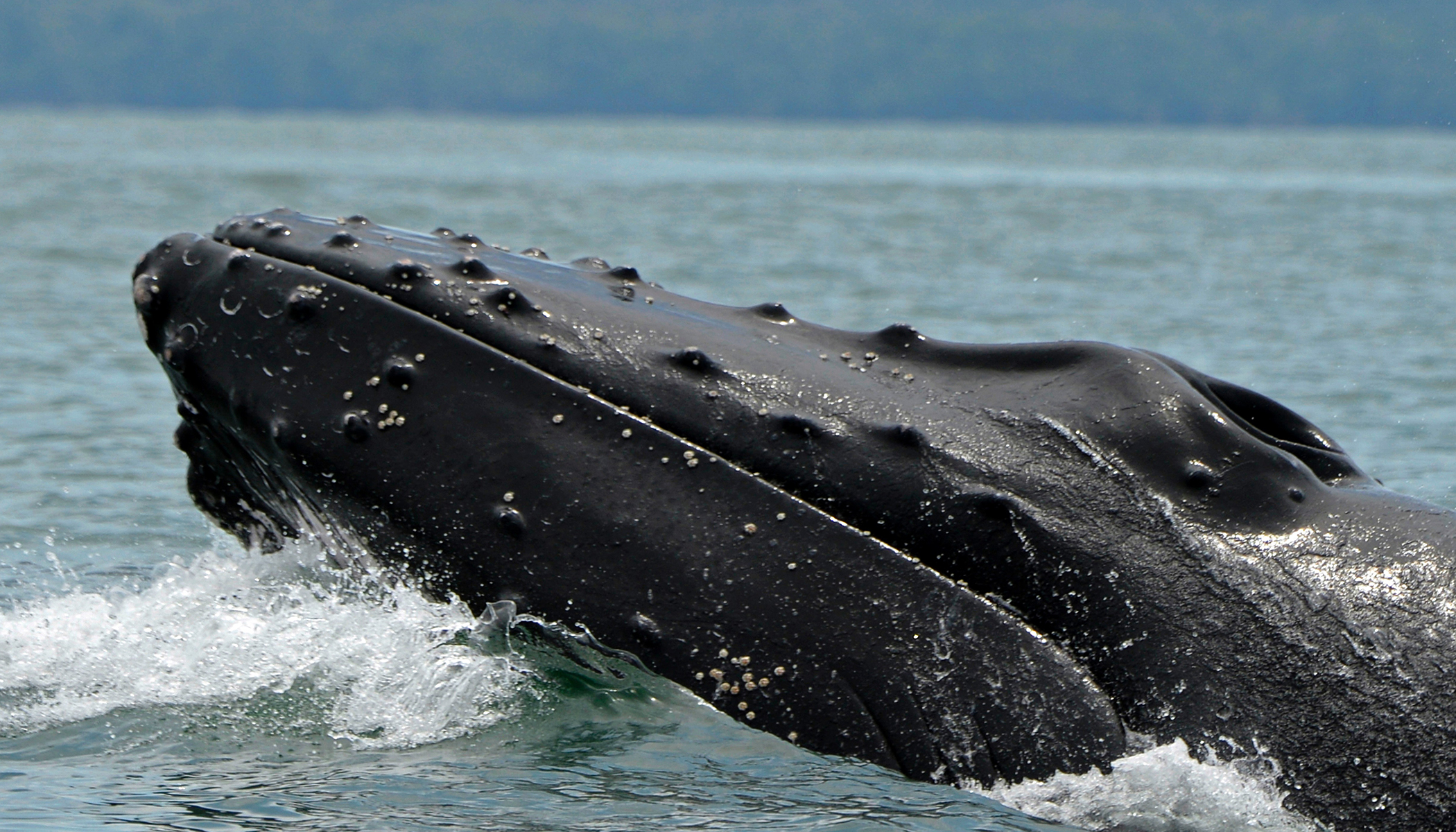 Humpback Whales Are Regulars at This Canadian Rainforest Ocean-Side ...