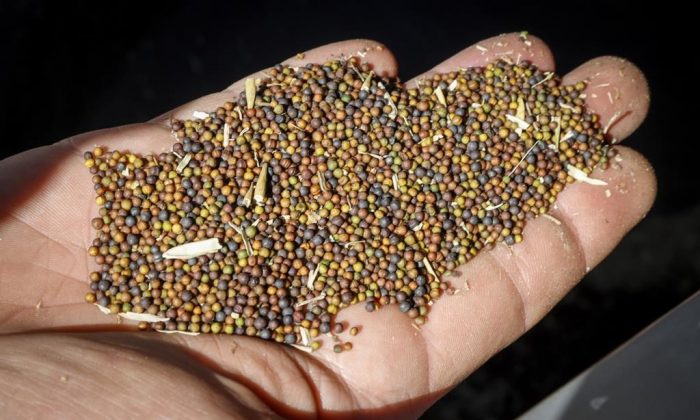 Canola grower David Reid checks on his storage bins full of last year's crop of canola seed on his farm near Cremona, Alta., on March 22, 2019. (The Canadian Press)