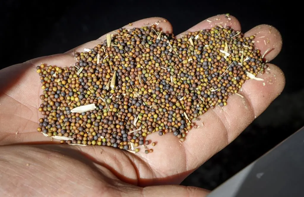 Canola grower David Reid checks on his storage bins full of last year's crop of canola seed on his farm near Cremona, Alta., on March 22, 2019. (The Canadian Press)