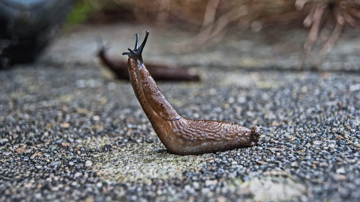 A slug rears up in a stock photo. (Pixabay)