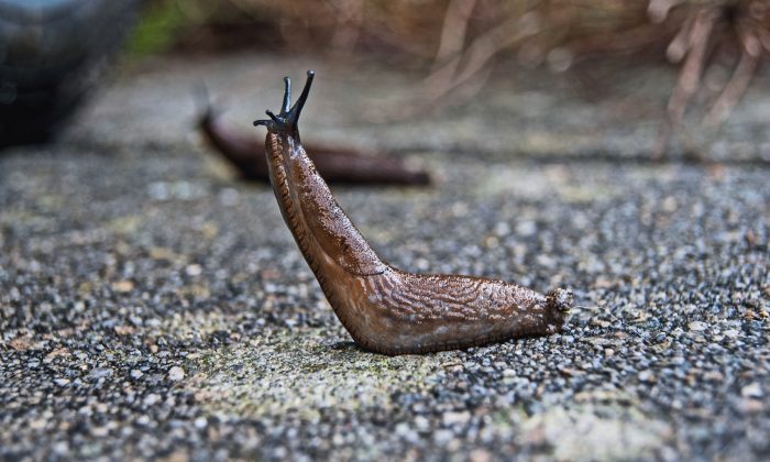 A slug rears up in a stock photo. (Pixabay)