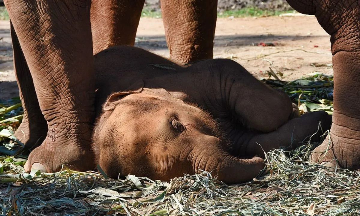 Stock image of a baby elephant with his mother. (Gallivant01/Pixabay)
