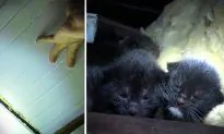 Homeowner Hears Tiny Cries Coming From Attic, Discovers a Homeless Momma Cat Gave Birth