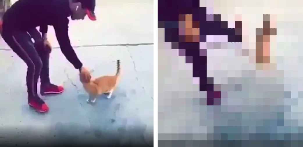 Animal rights activists are calling for the arrest of a man caught on video kicking a cat. (Twitter/Protect_Wildlife)
