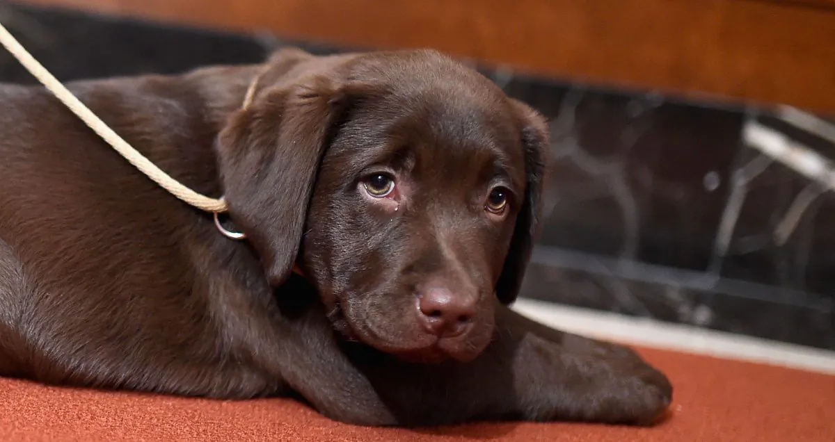 A Labrador retriever at the American Kennel Club's Nation's Most Popular Breeds Of 2015 competition at AKC Headquarters in New York, on Feb. 22, 2016. (Jamie McCarthy/Getty Images)
