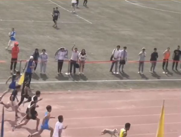 Dog join race