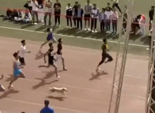 Dog join race