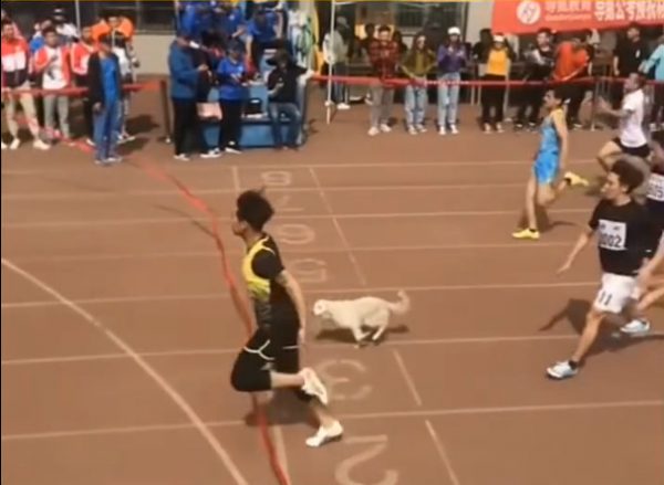 Dog join race