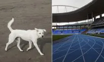 Stray Dog Joins 100 Meter Dash, Takes Third Place