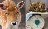 17-Year-Old Deer Dies With 9 Pounds of Plastic in Stomach