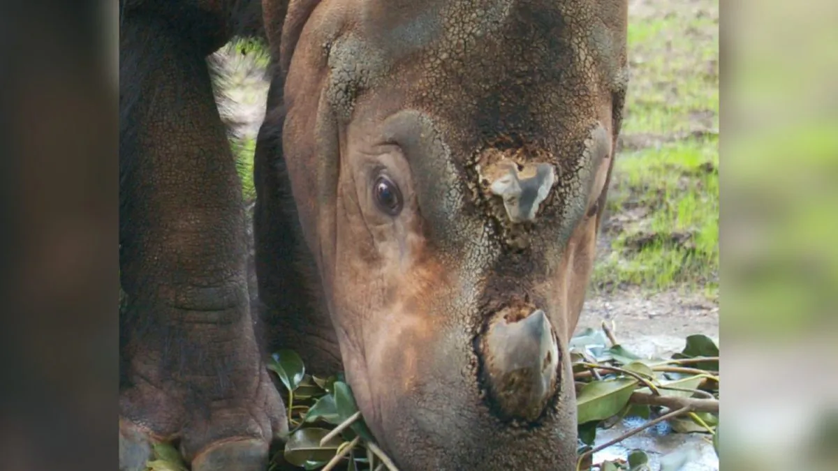 A Sumatran rhinoceros in Cincinnati Zoo and Botanical Garden in Ohio on Aug. 19, 2004. (Mike Simons/Getty Images)