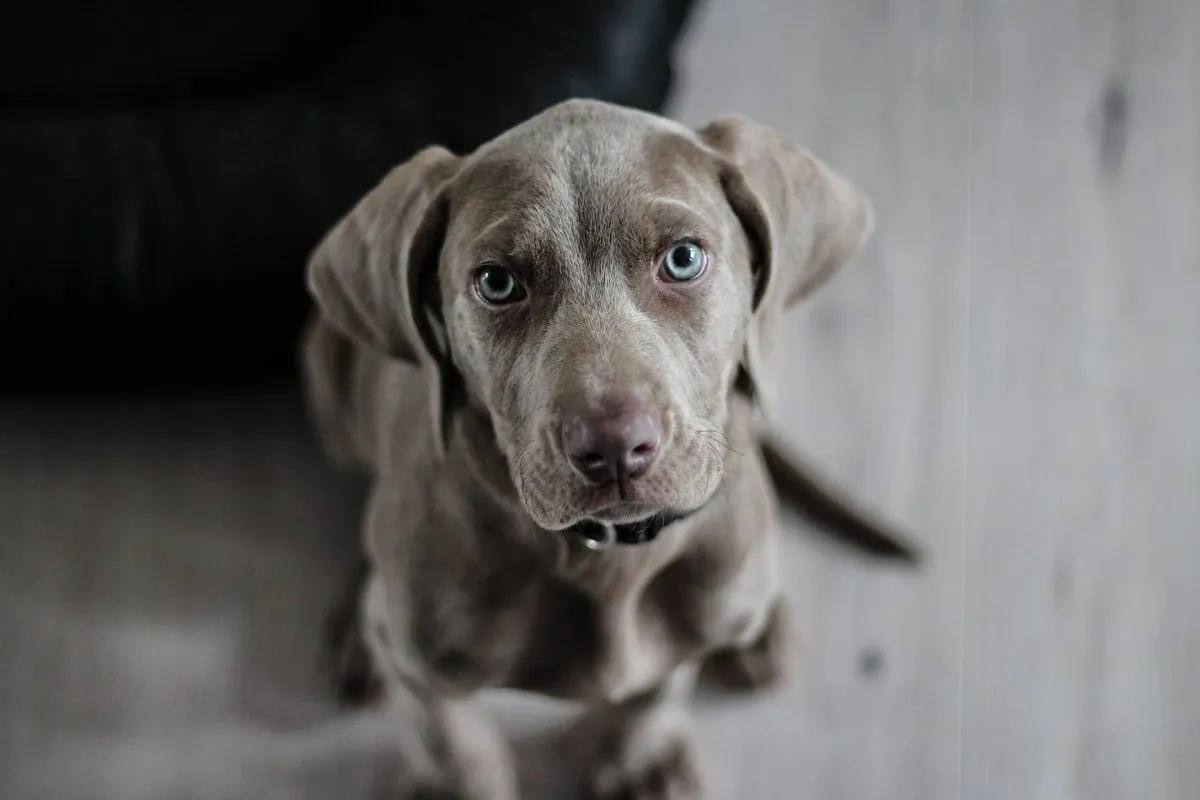 File photo of a dog. (Pixabay/CC0)