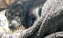 Sad Elderly Dog Refuses to Leave Dead Owner’s Body for Full One Day Until Cops Arrive