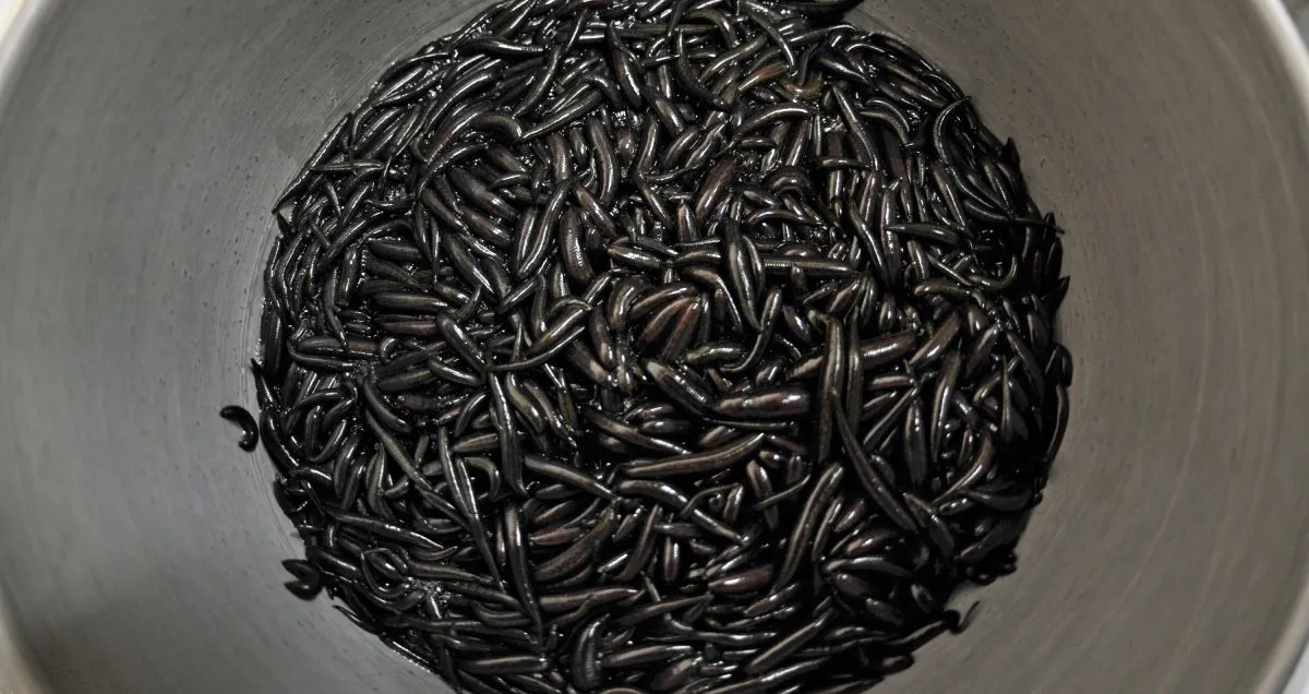 Leeches squirm in a dish at the International Medical Leech Centre in Udelnaya, Russia, on Oct. 28, 2009. (Natalia Kolesnikova/AFP/Getty Images)