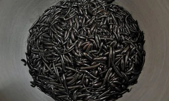 Flight Passenger Fined $15,000 for Carrying Thousands of Leeches in Carry-On Luggage