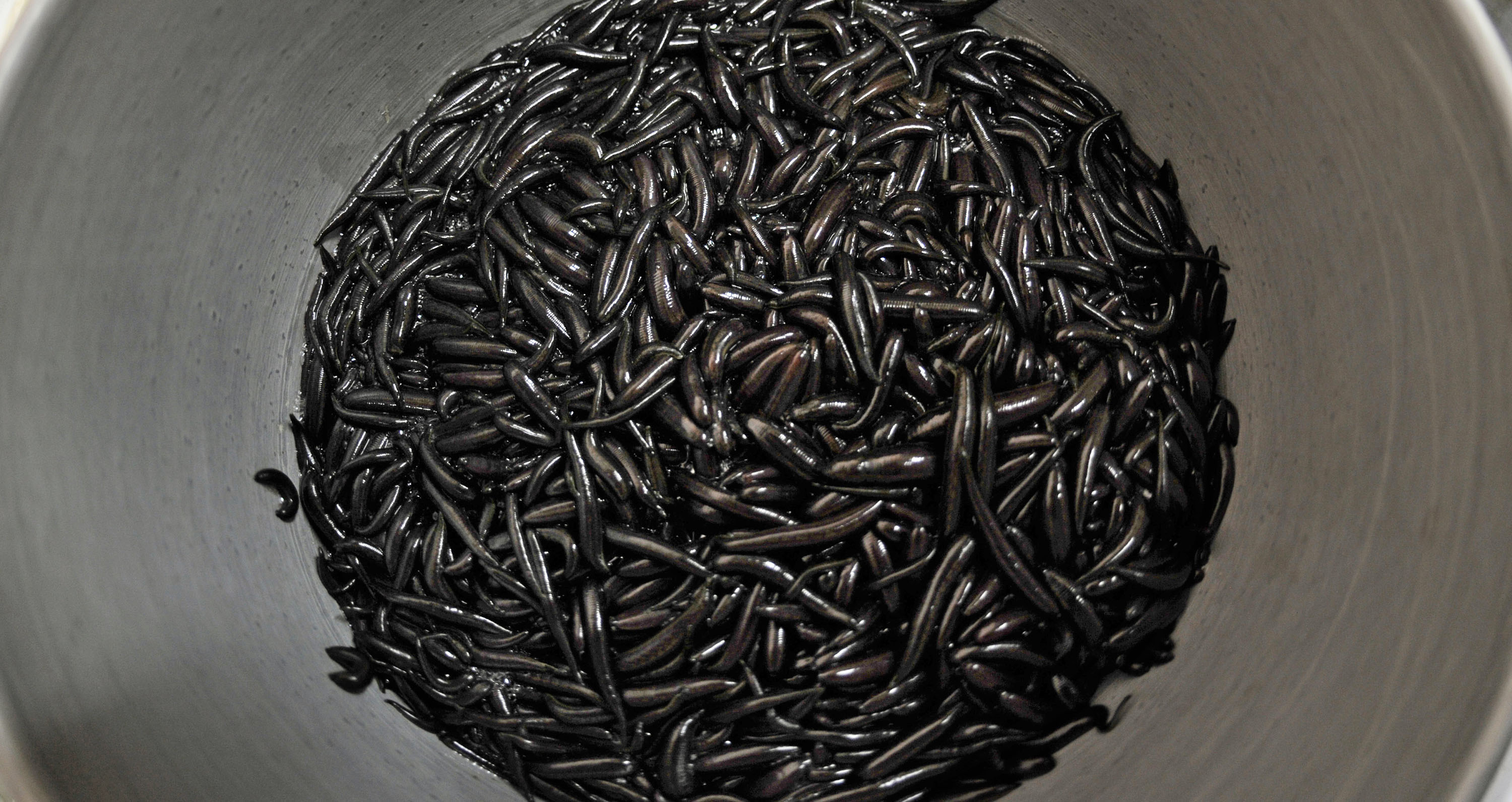 Man smuggles nearly 5,000 leeches into hand luggage on Toronto flight, The  Independent