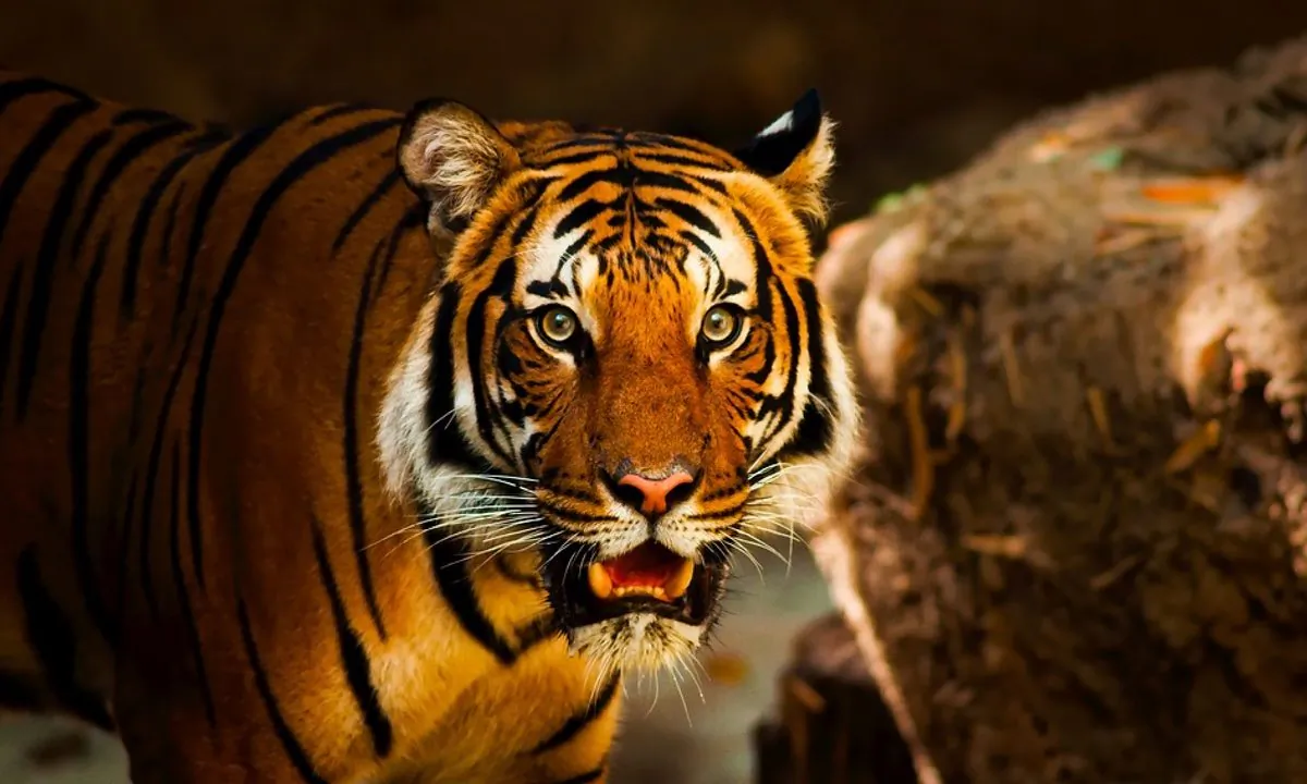 Stock image of a tiger. (Pixabay)
