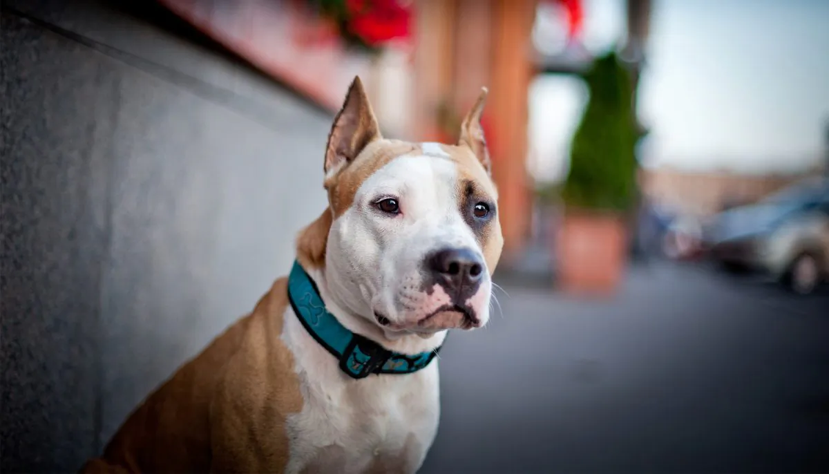 A stock pit bull photo (Illustration - Shutterstock)
