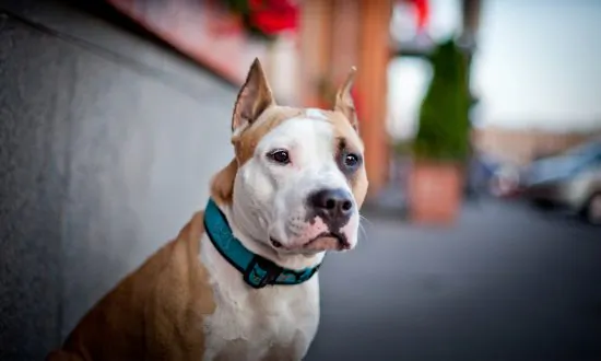 Dog Fatally Attacks Woman and Bites 2 Boston Officers, Police Say